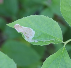 Liriomyza philadelphivora