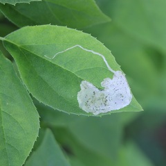 Liriomyza philadelphivora