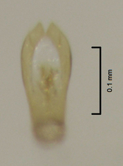 Ptenidium laevigatum