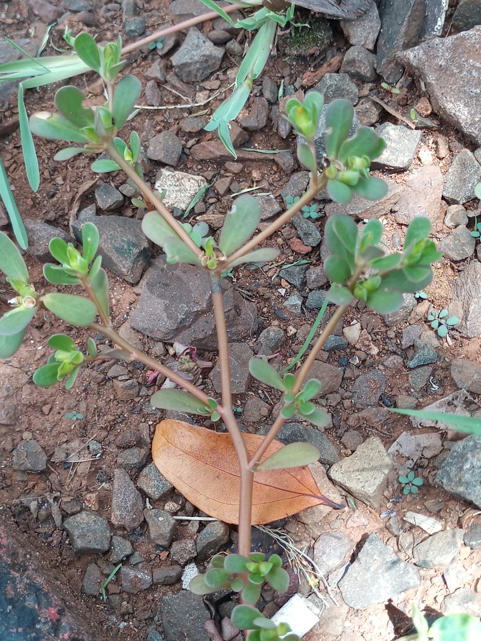 Portulaca oleracea