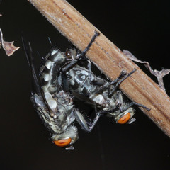 Diptera