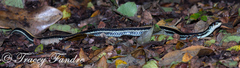 Thamnophis sirtalis annectens