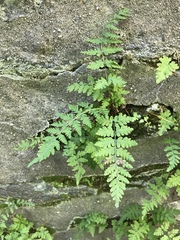 Cystopteris tennesseensis