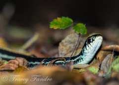 Thamnophis sirtalis annectens