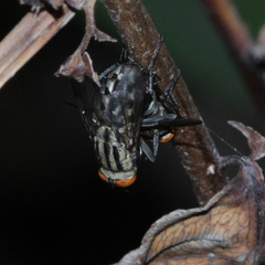 Diptera