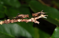 Lebinthus lanyuensis