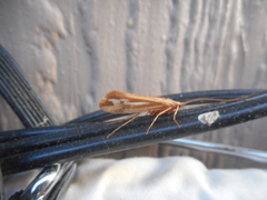 Limnephilus ornatus