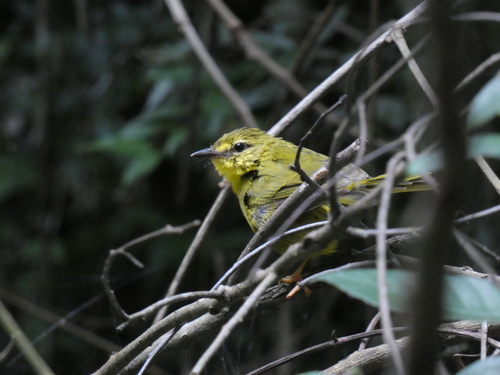 Flavescent Warbler (Myiothlypis flaveola), photo 6