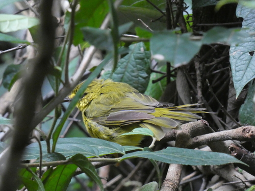 Flavescent Warbler (Myiothlypis flaveola), photo 7