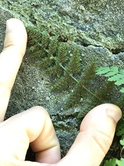 Cystopteris tennesseensis