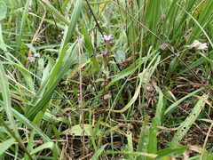 Gentianella uliginosa