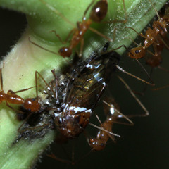 Idioscopus nitidulus