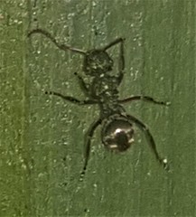 Polyrhachis hookeri