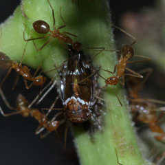 Idioscopus nitidulus