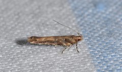 Pyroderces