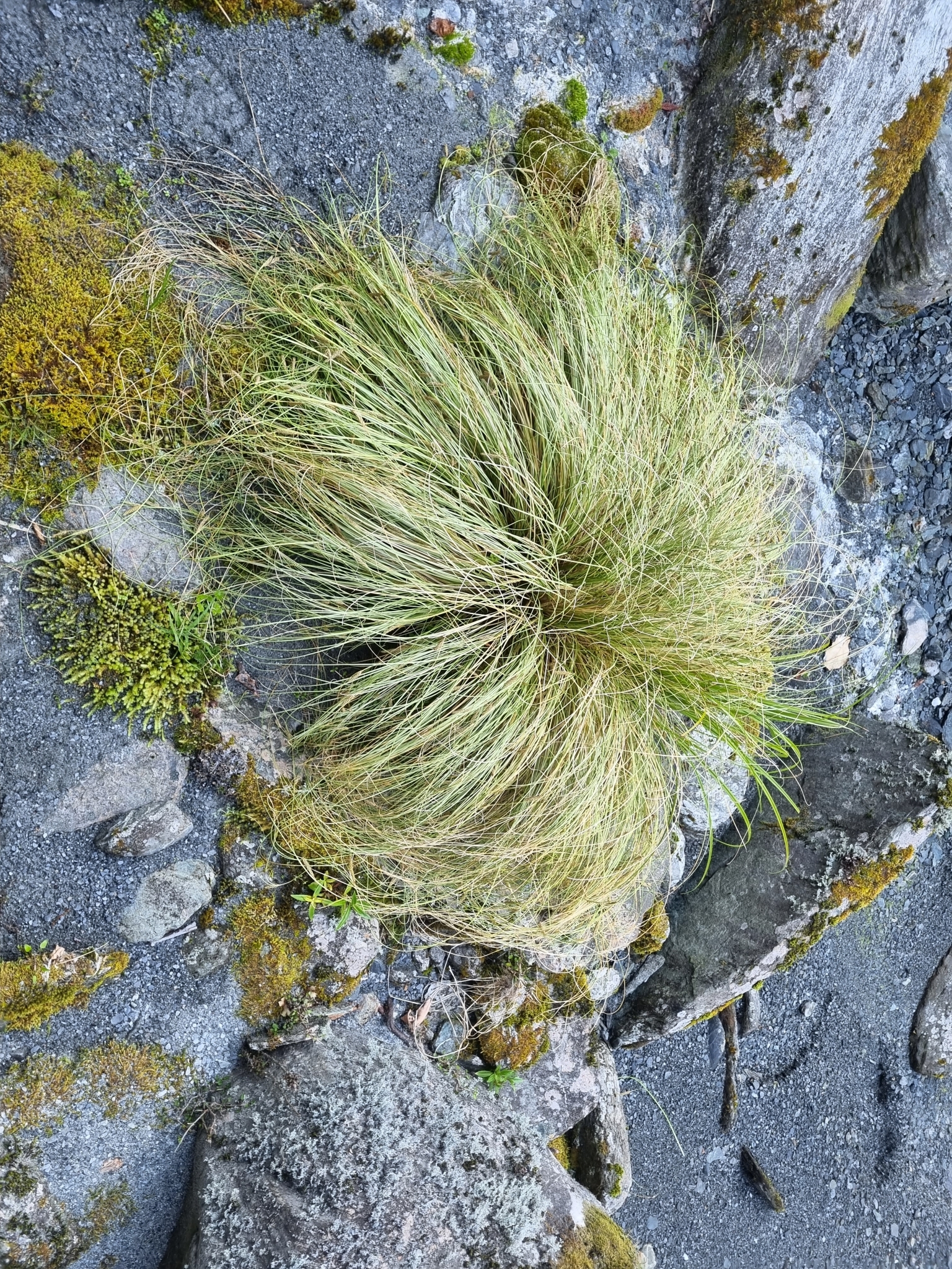 Imagem de Carex comans