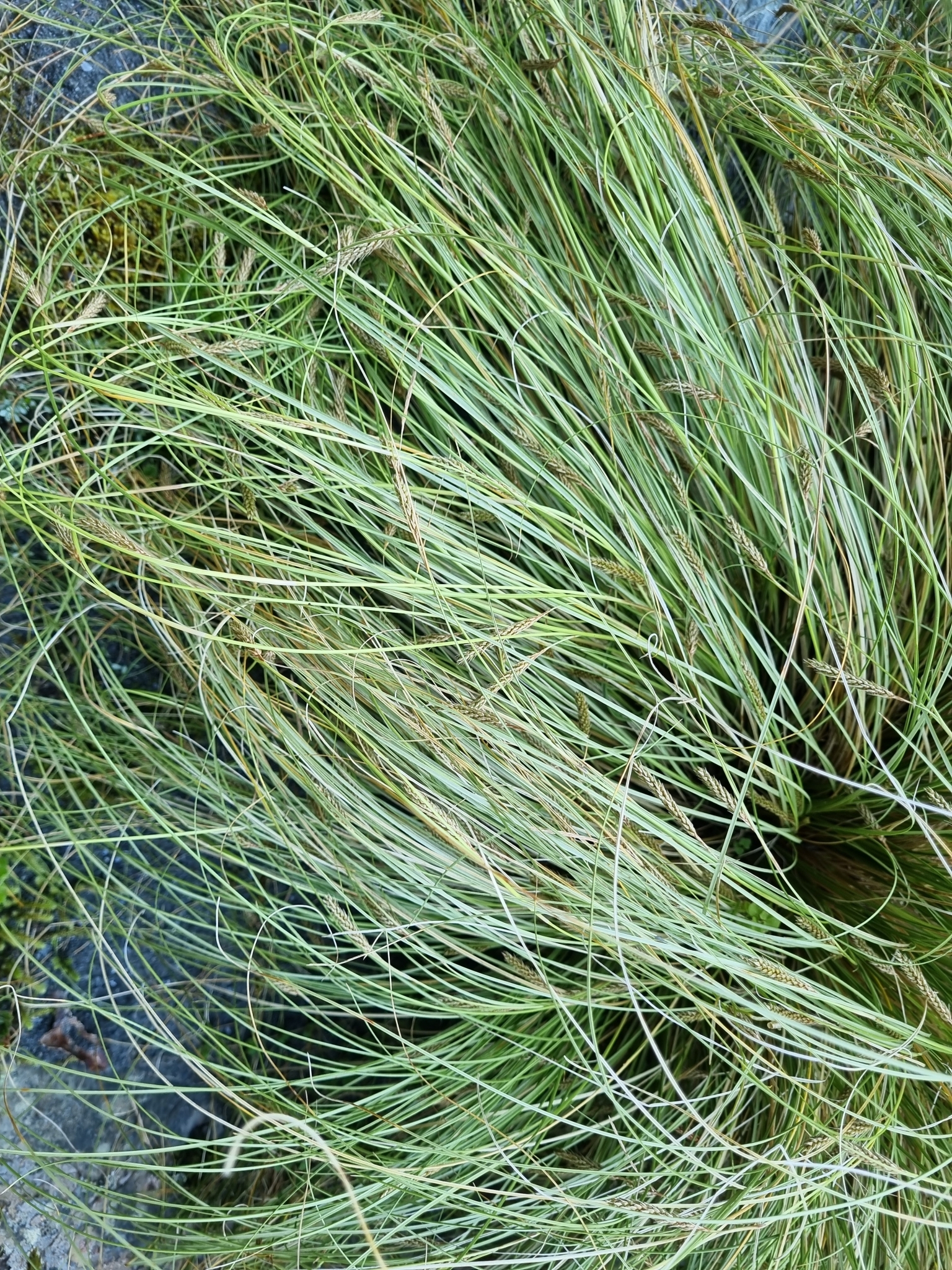 Imagem de Carex comans
