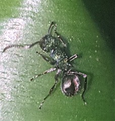 Polyrhachis hookeri