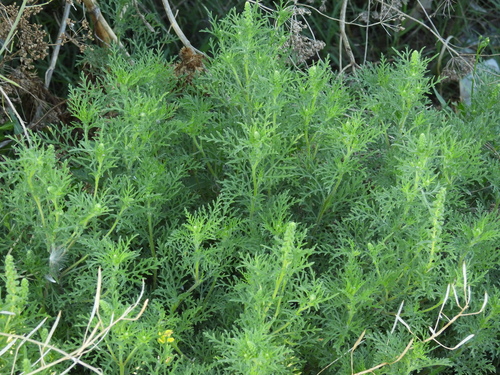Image of Ambrosia tenuifolia by no rights reserved