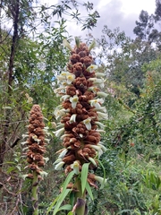 Puya glomerifera, photograph (c) Rafaella Cevallos Larrea, some rights reserved (CC BY)