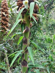 Puya glomerifera, photograph (c) Rafaella Cevallos Larrea, some rights reserved (CC BY)