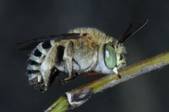 Amegilla