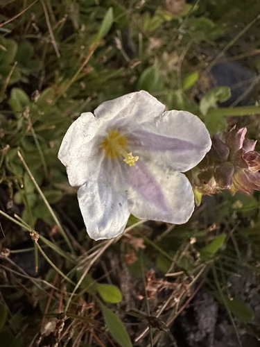 Nierembergia repens, photograph 4