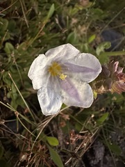 Nierembergia repens, photograph (c) Matt Berger, some rights reserved (CC BY)