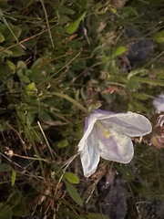 Nierembergia repens, photograph (c) Matt Berger, some rights reserved (CC BY)