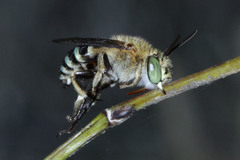 Amegilla