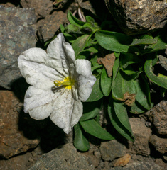 Nierembergia repens, photograph (c) Matt Berger, some rights reserved (CC BY)