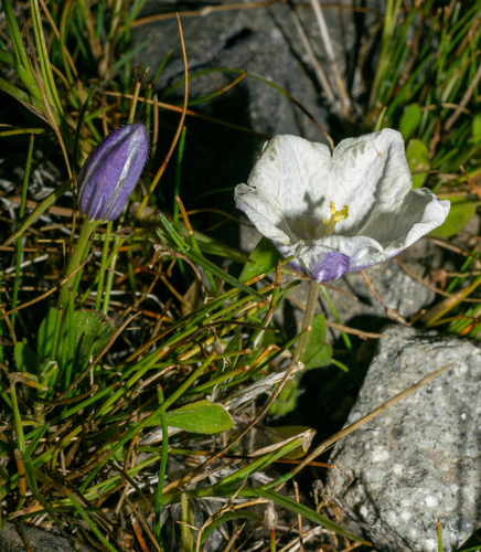 Nierembergie 4
