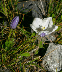 Nierembergia repens, photograph (c) Matt Berger, some rights reserved (CC BY)