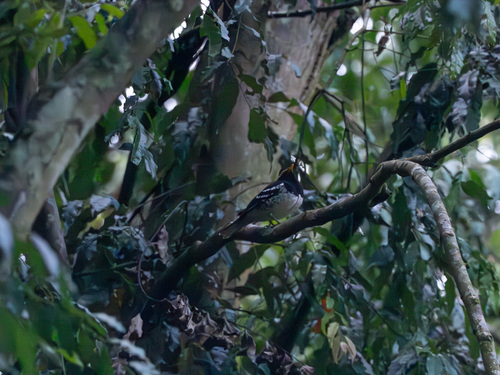 Pied Thrush (Geokichla wardii), photo 3