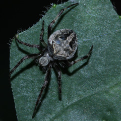 Araneidae