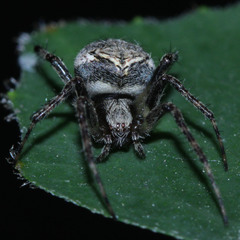 Araneidae