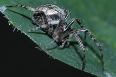 Araneidae
