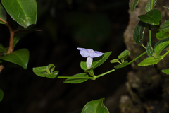 Ruellia repens