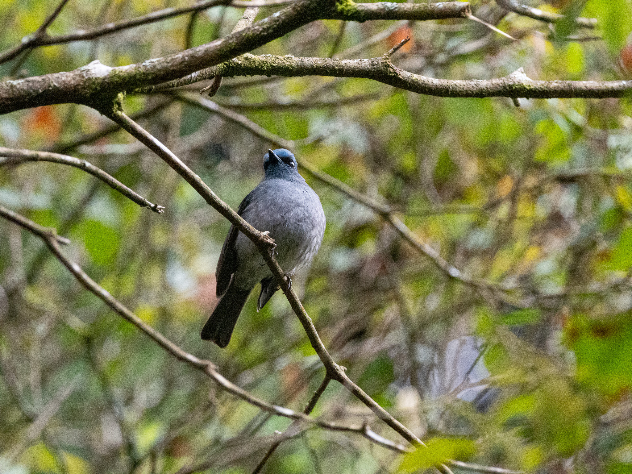 Dull-blue Flycatcher (Eumyias sordidus), photo 10
