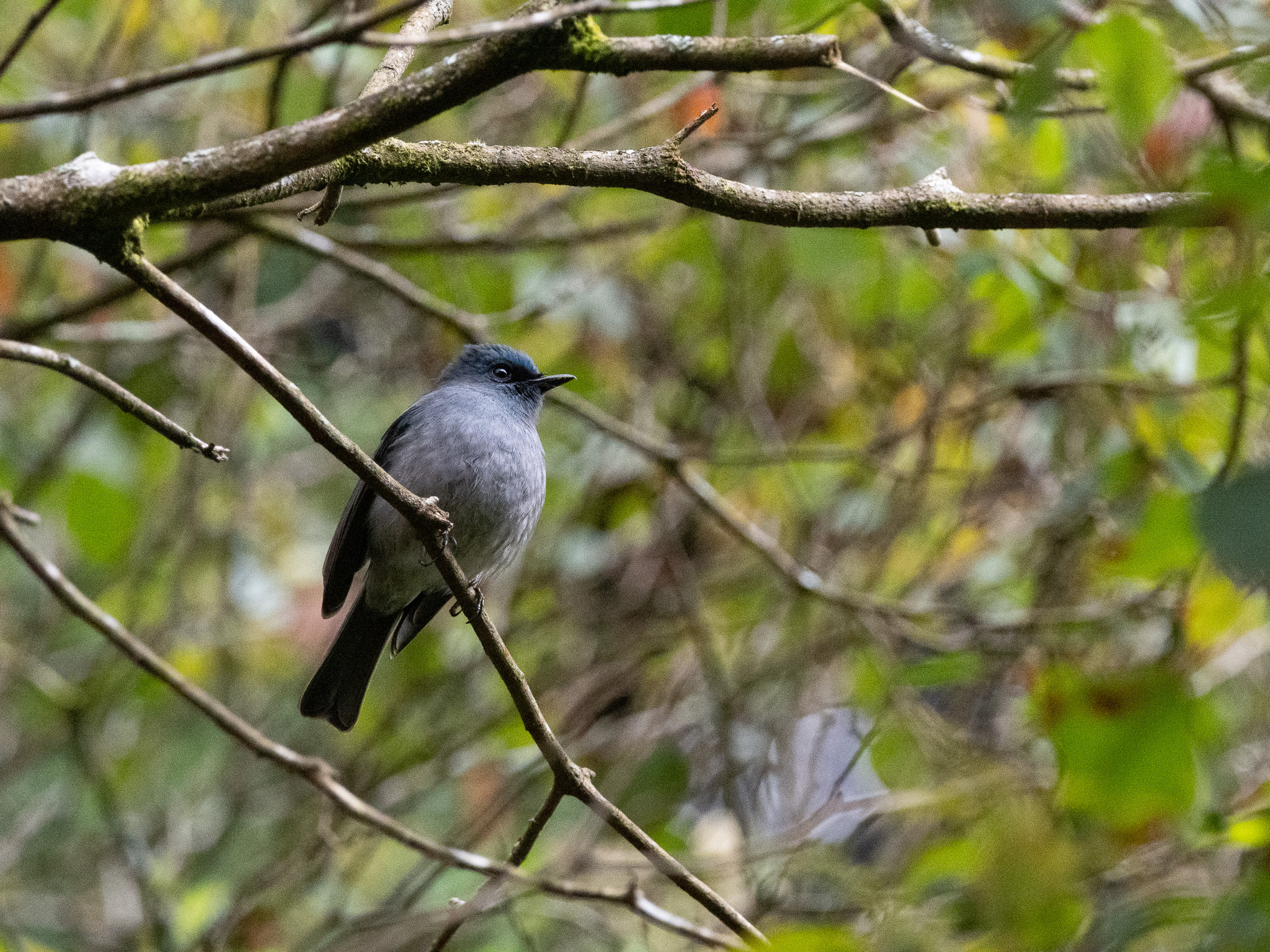 Dull-blue Flycatcher (Eumyias sordidus), photo 9