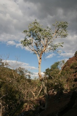 Albizia tanganyicensis