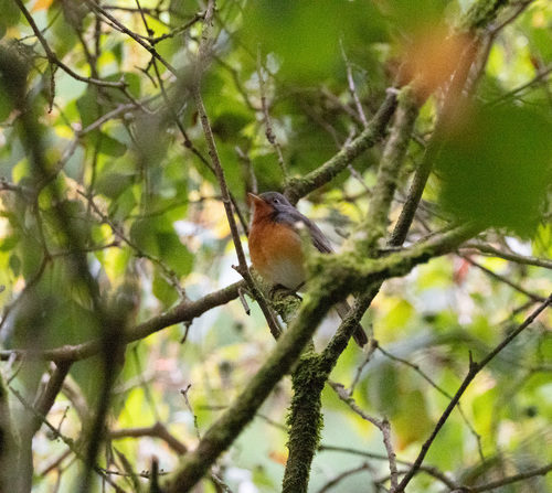 Kashmir Flycatcher (Ficedula subrubra), photo 1
