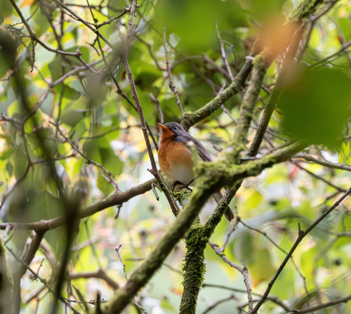 Kashmir Flycatcher (Ficedula subrubra), photo 2