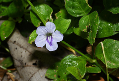 Ruellia repens