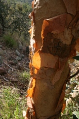 Albizia tanganyicensis