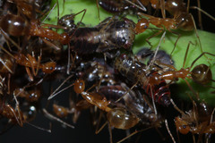 Idioscopus nitidulus