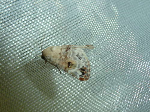 Eublemma scitula