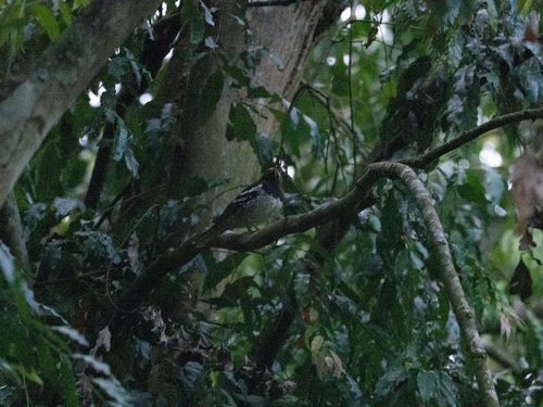 Pied Thrush (Geokichla wardii), photo 4