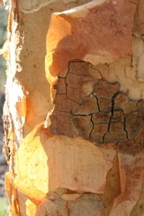 Albizia tanganyicensis