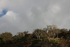 Albizia tanganyicensis